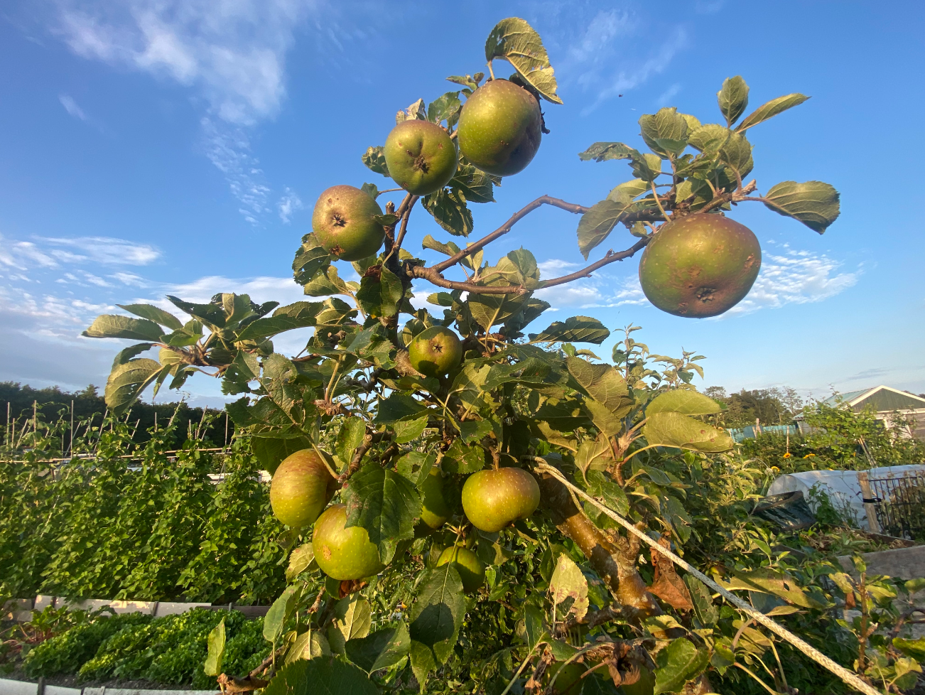 Wanneer plant je een appelboom