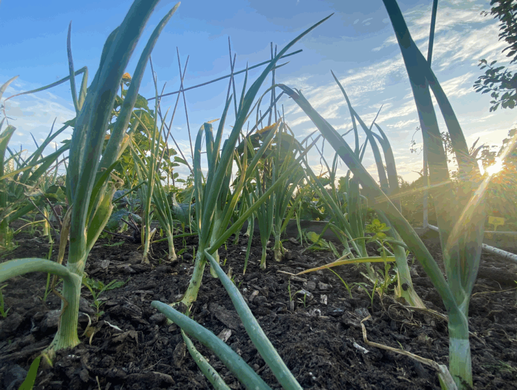 Wanneer plantuien kopen