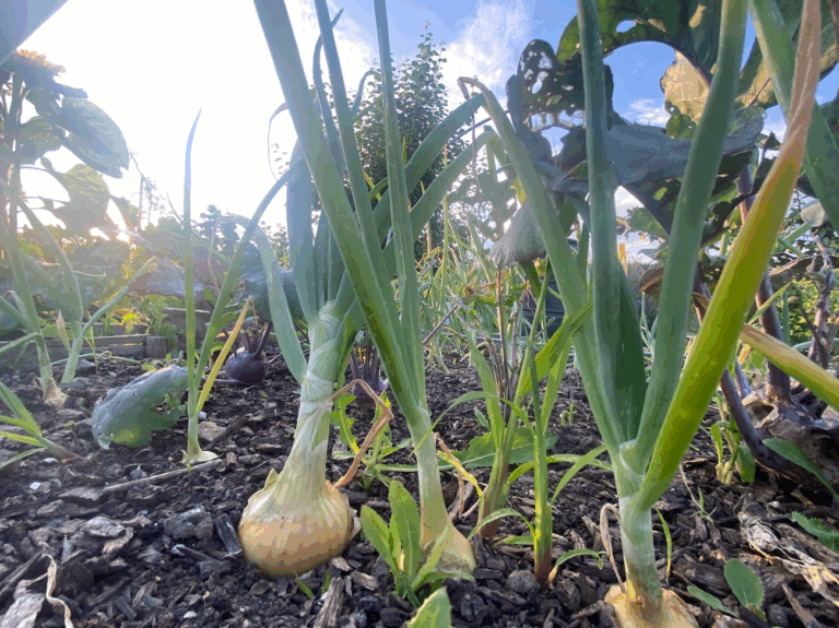 Wanneer plantuien kopen