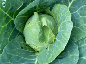 Wanneer spitskool oogsten