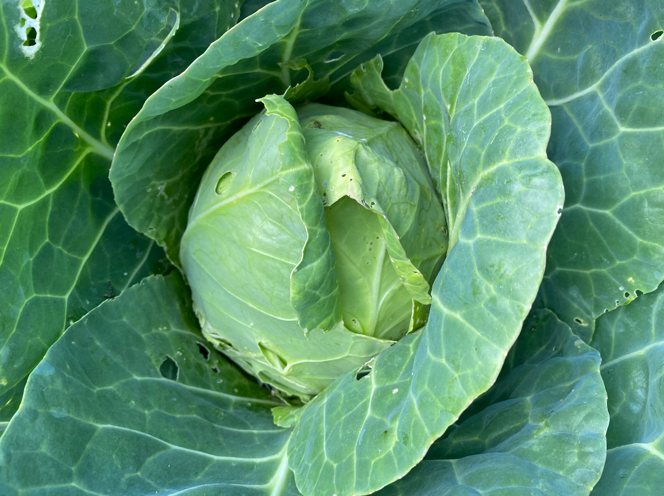 Wanneer spitskool oogsten