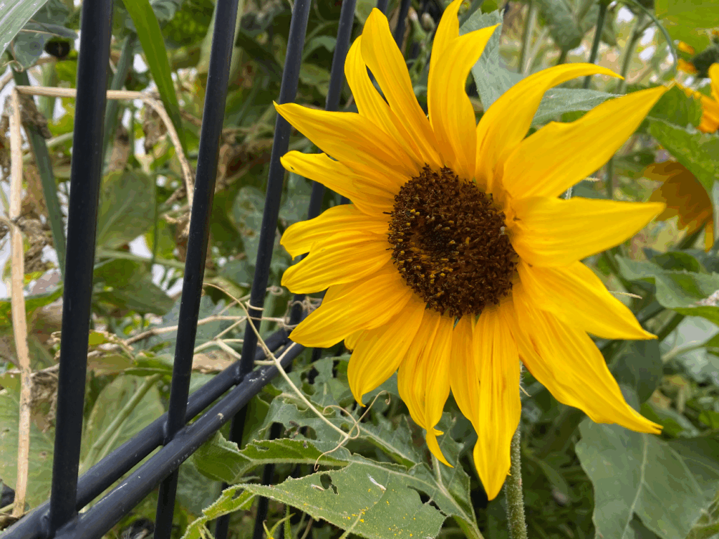 Wat is een dwergzonnebloem