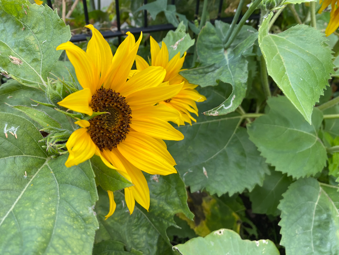 Wat is een dwergzonnebloem