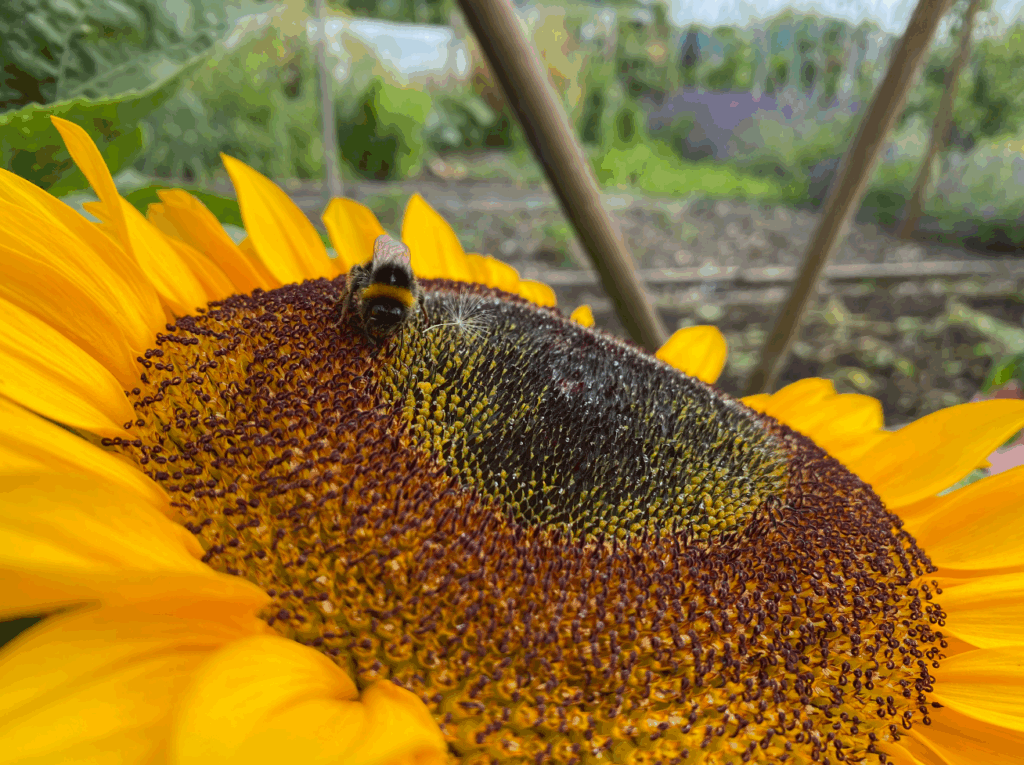 Wat is het nut van hommels in de moestuin