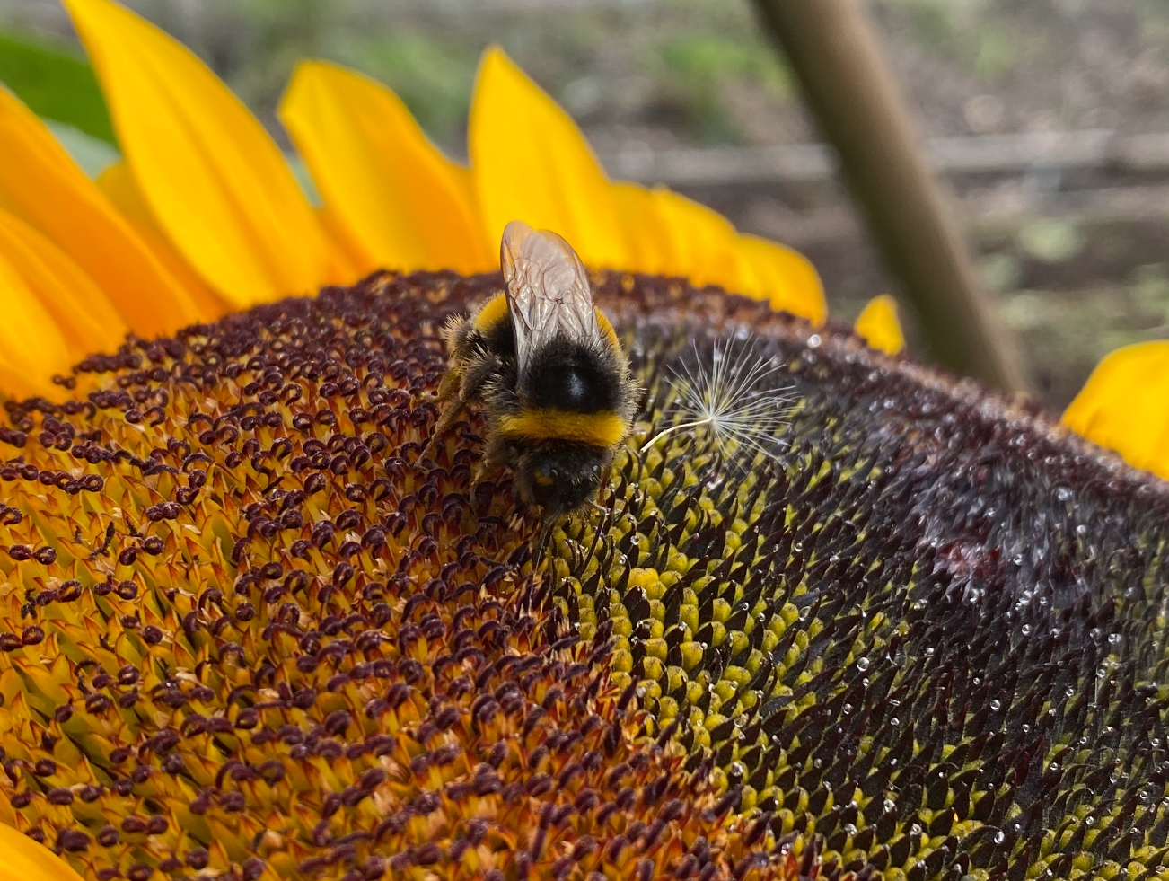 Wat is het nut van hommels in de moestuin