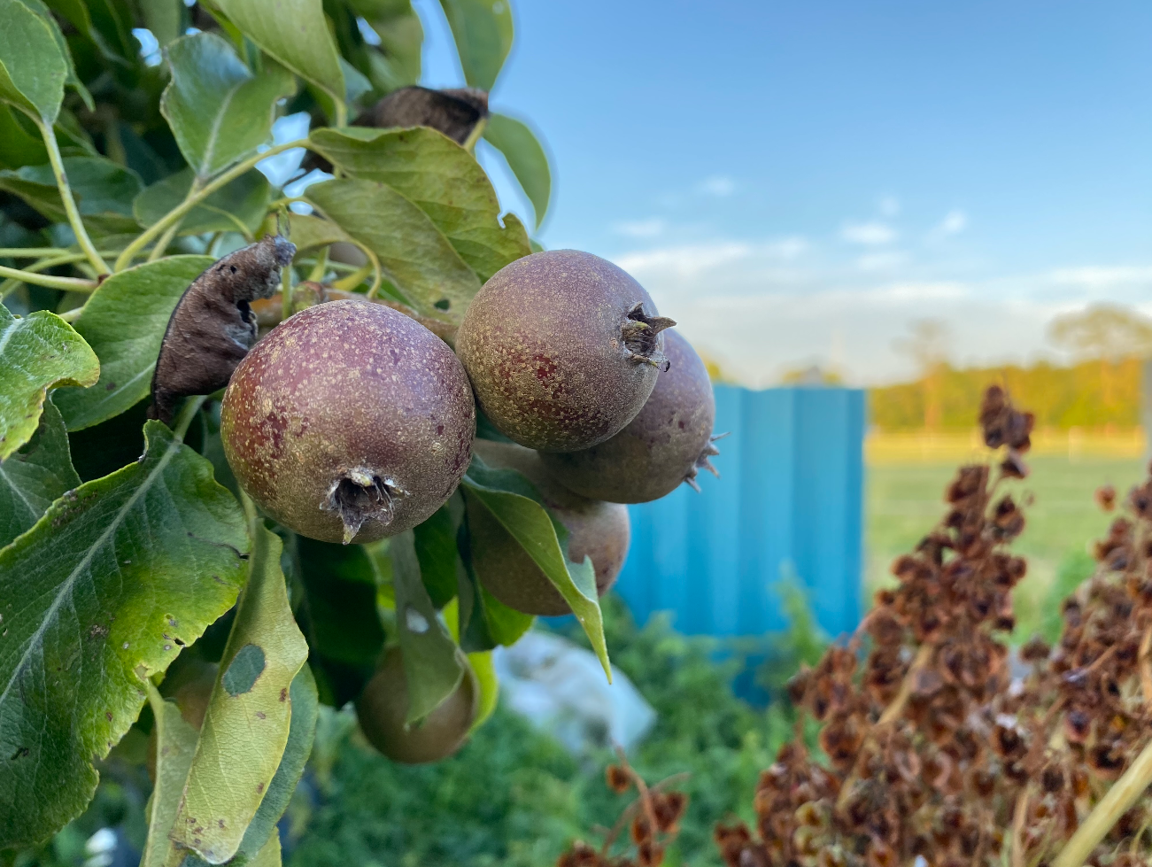 Wat kost een perenboom