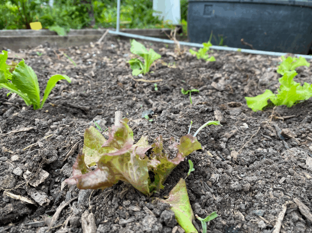 Wat kun je nog planten in augustus