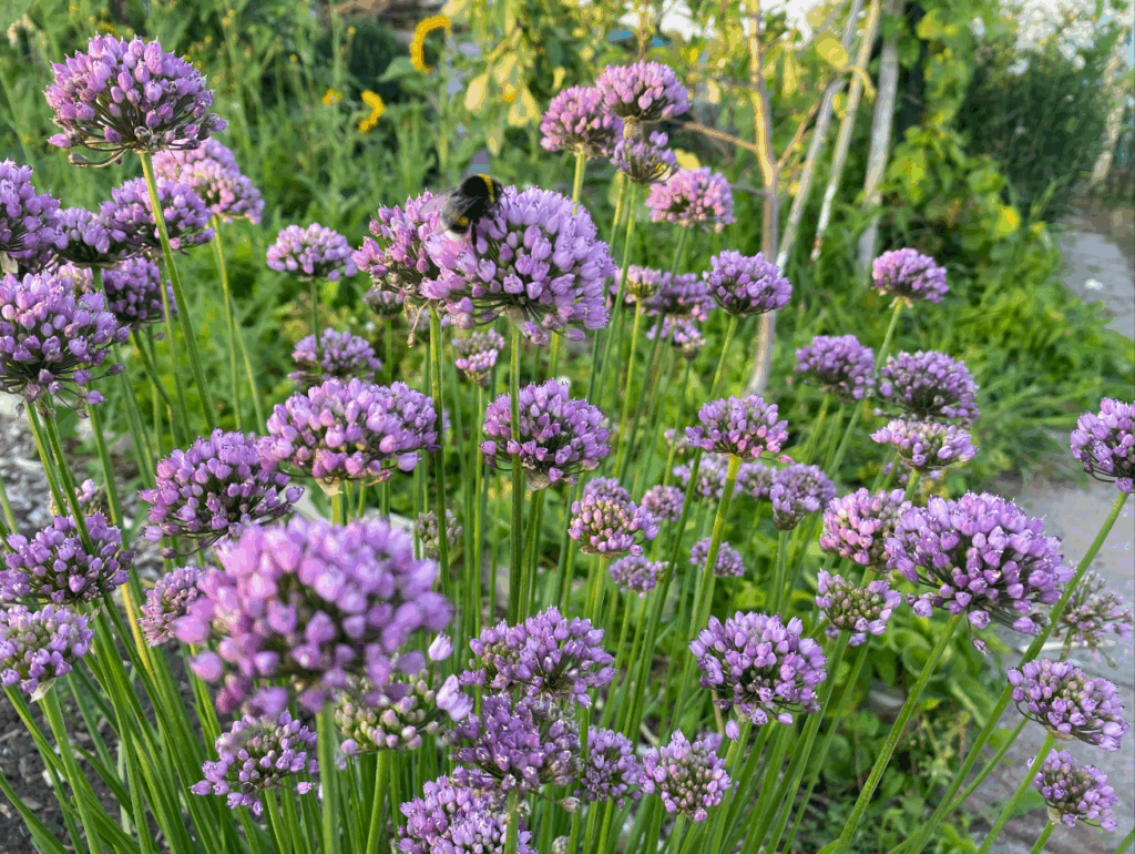 Wat te doen met bloemen van beislook