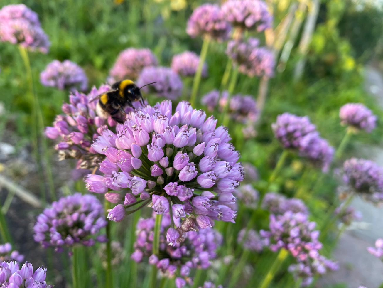 Wat te doen met bloemen van beislook