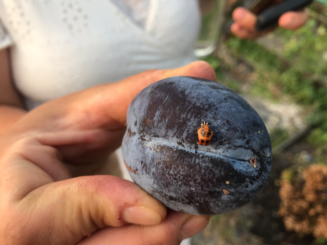 Wat te doen tegen insecten op pruimen