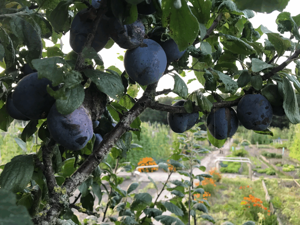 Wat te doen tegen insecten op pruimen