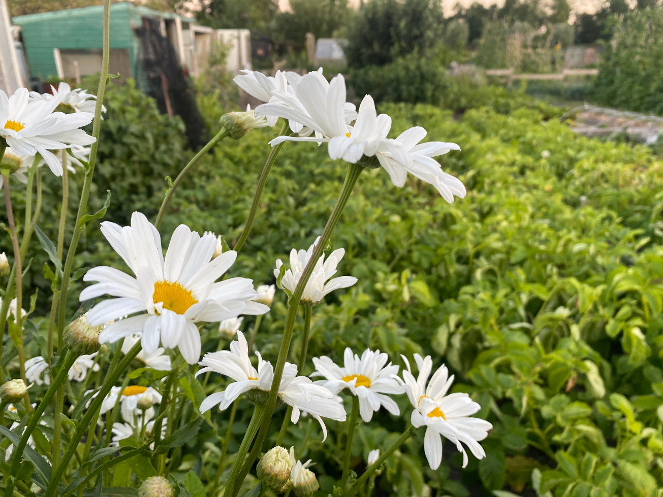 Welk moment van de dag planten water geven