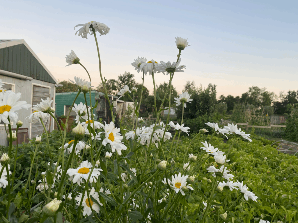 Welk moment van de dag planten water geven