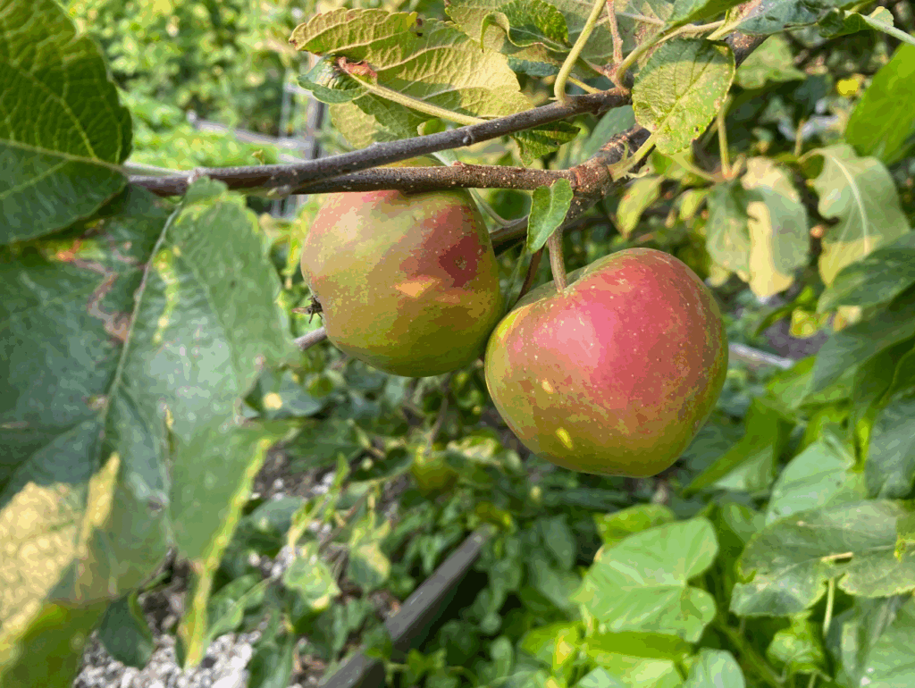 Welke fruitsoorten kan ik zelf kweken