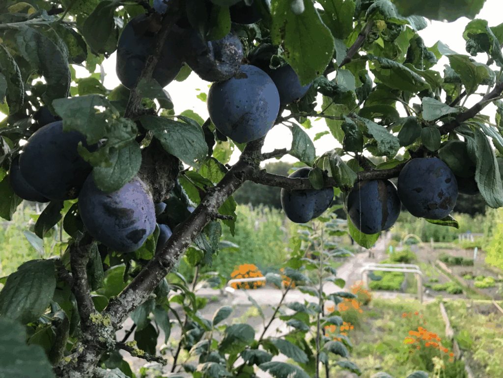 Zijn pruimen moeilijk te kweken