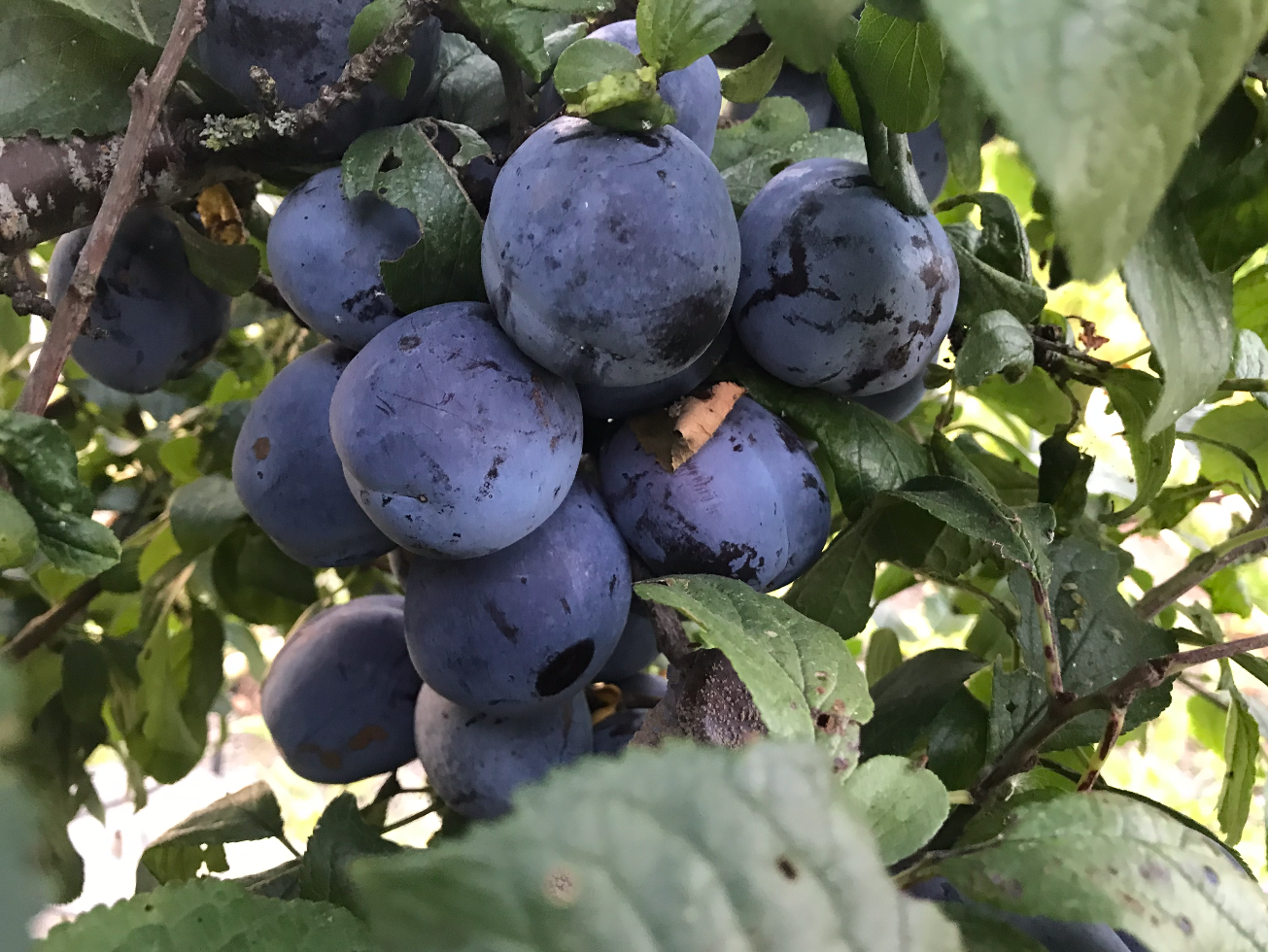 Zijn pruimen moeilijk te kweken