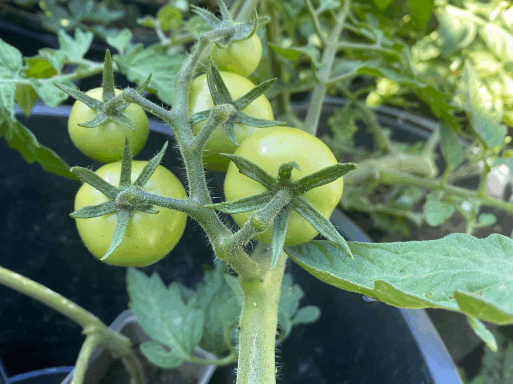 Zo kweek je tomaten