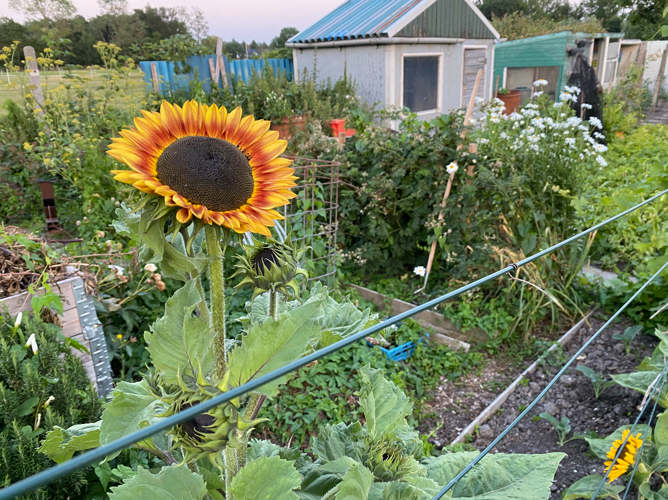 Zonnebloemzaad oogsten