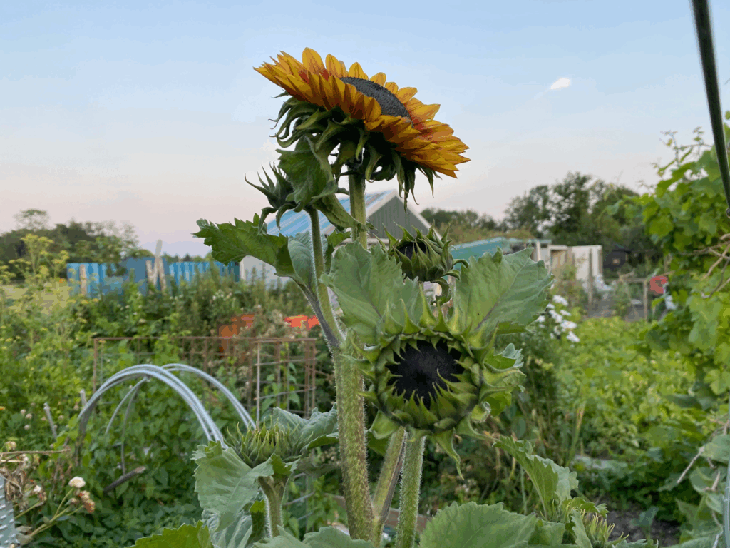 Zonnebloemzaad oogsten