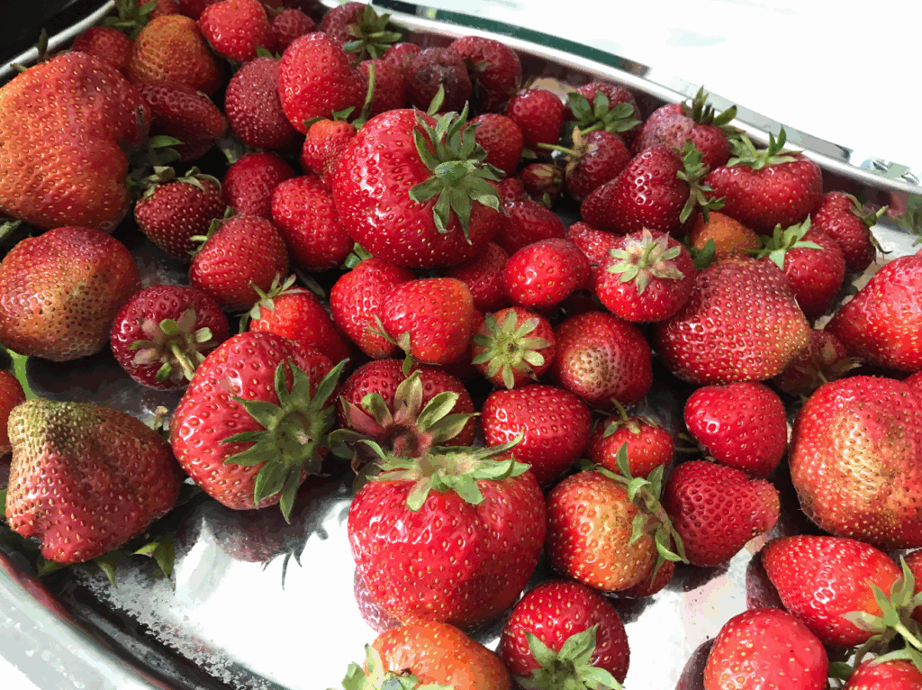 Aardbeien oogst verwerken