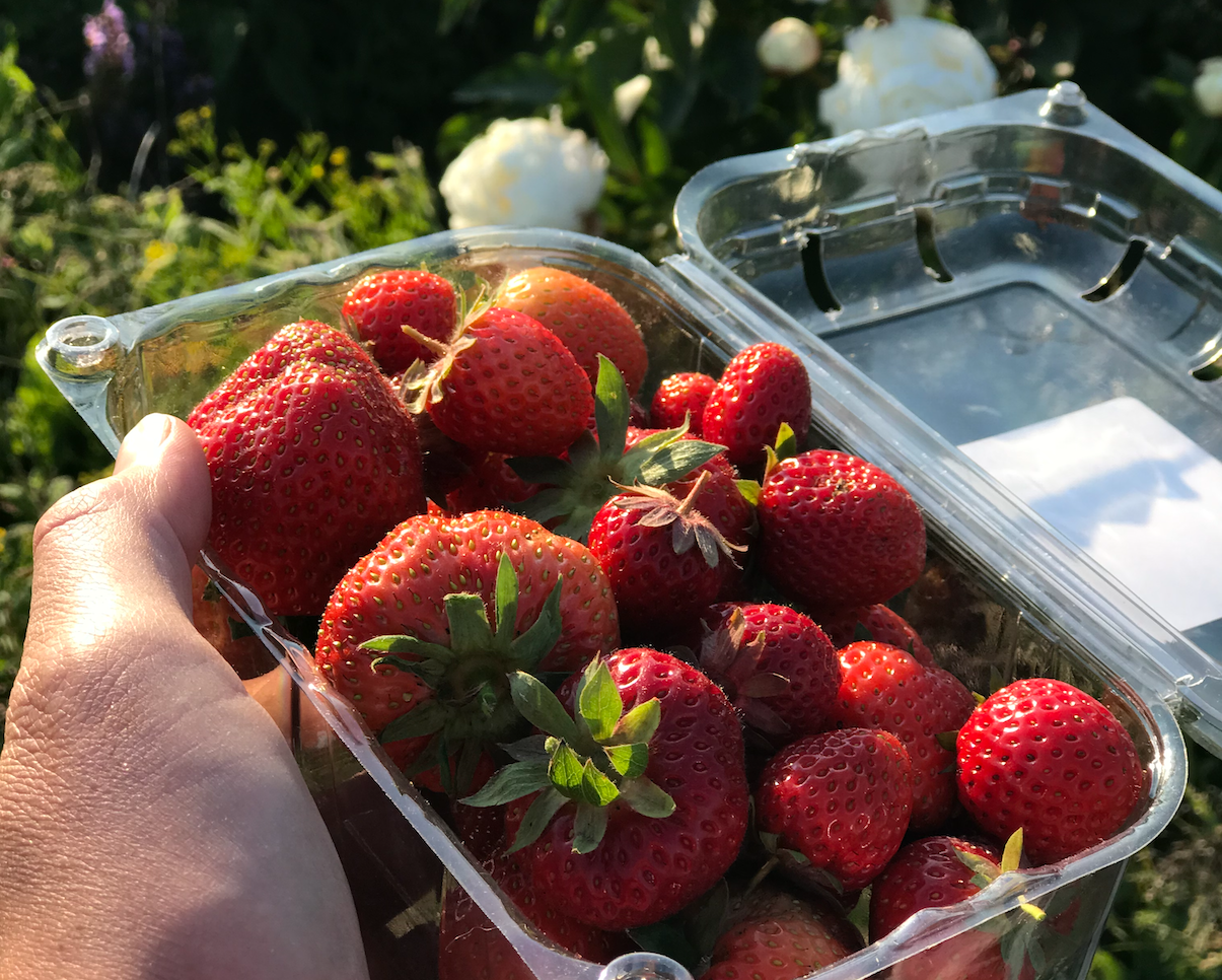 Aardbeien oogst verwerken