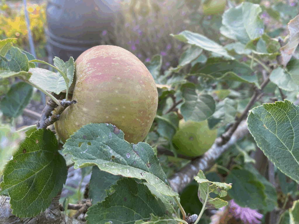 Appelbomen kwekerij