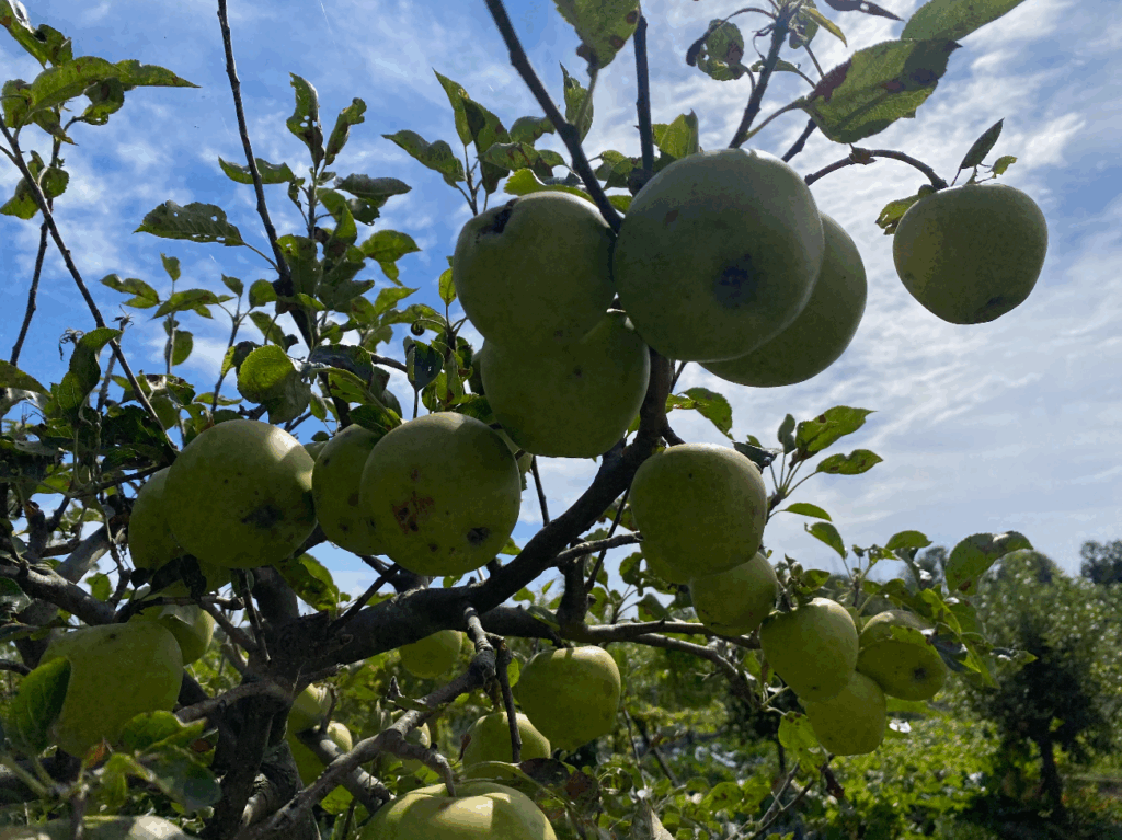 Appelboom stekken