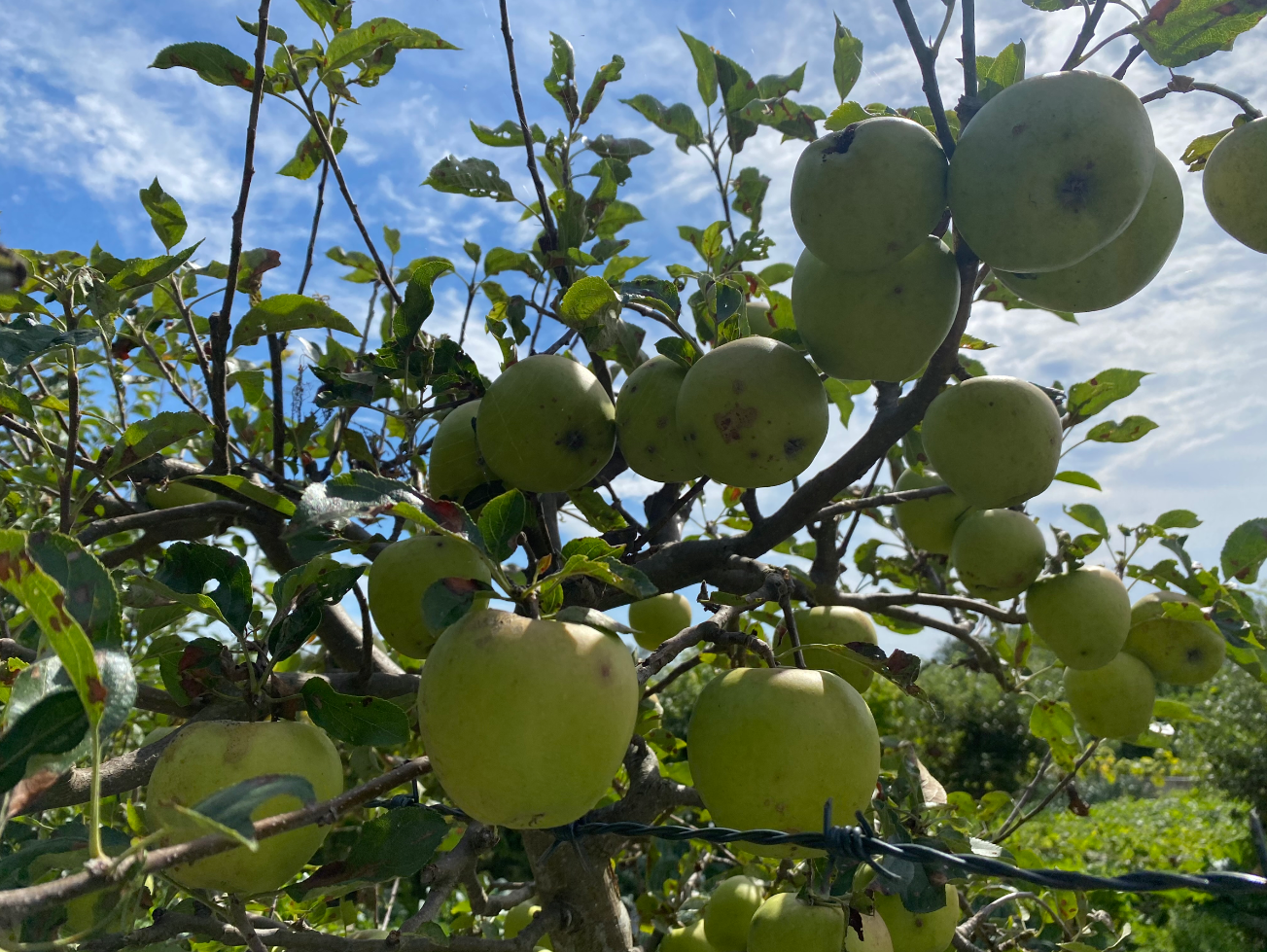 Appelboom stekken