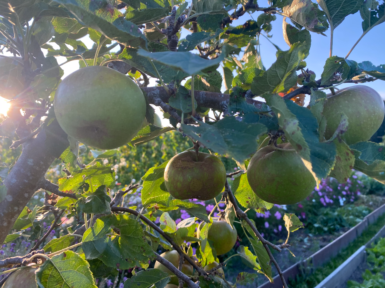 Appelmoes maken van onrijpe appels