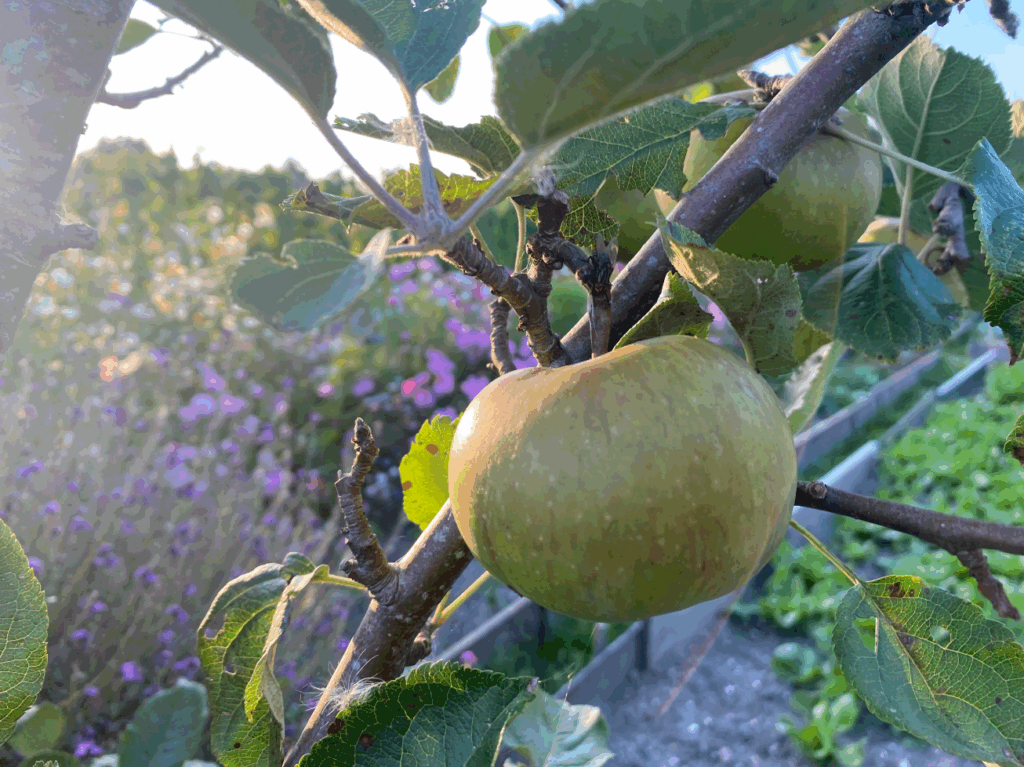 Appelmoes maken van onrijpe appels