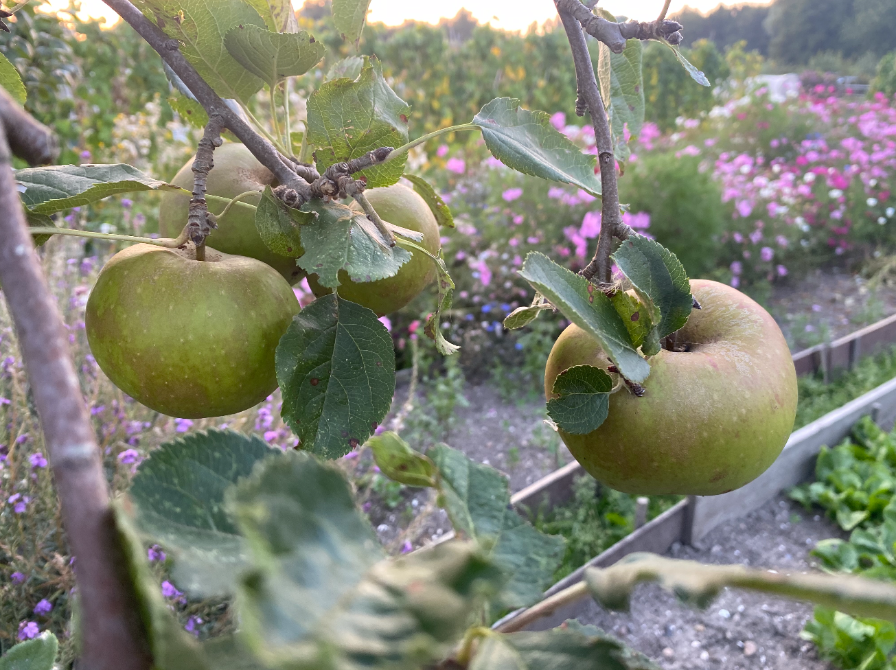 Appeloogst verwerken