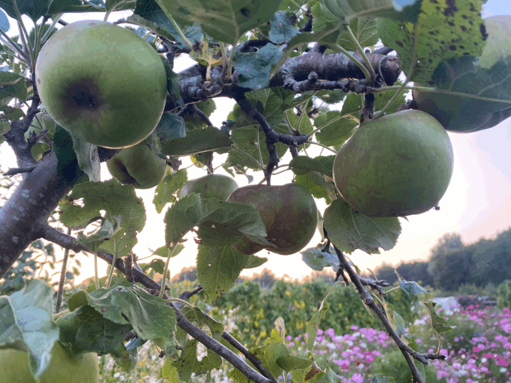 Appeloogst verwerken