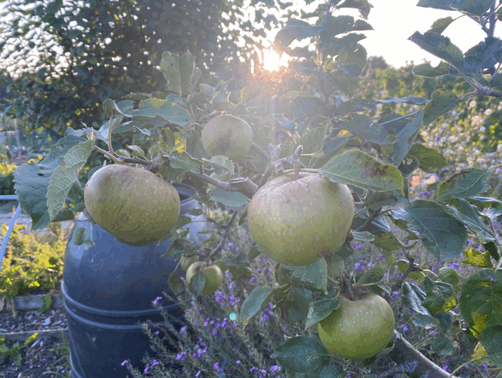 Appels verzorgen in augustus
