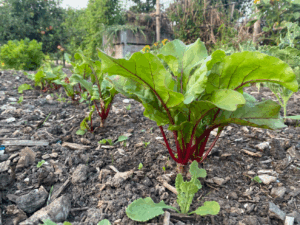 Bieten plantjes kopen