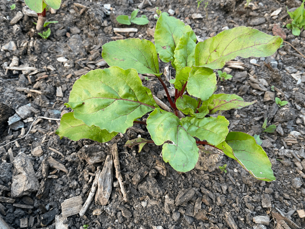 Bieten plantjes kopen