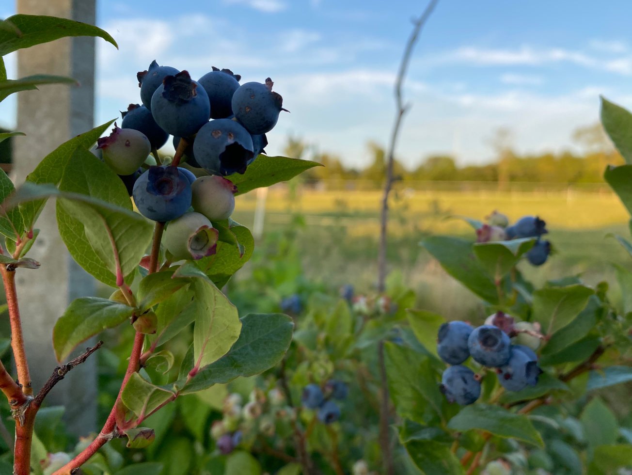 Blauwe bessenplant kopen