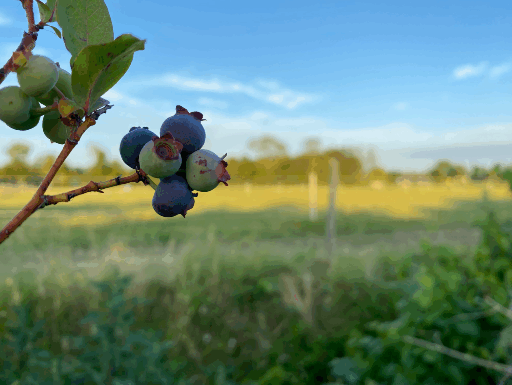 Blauwe bessenplant kopen