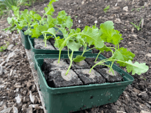 Boerenkool planten bestellen