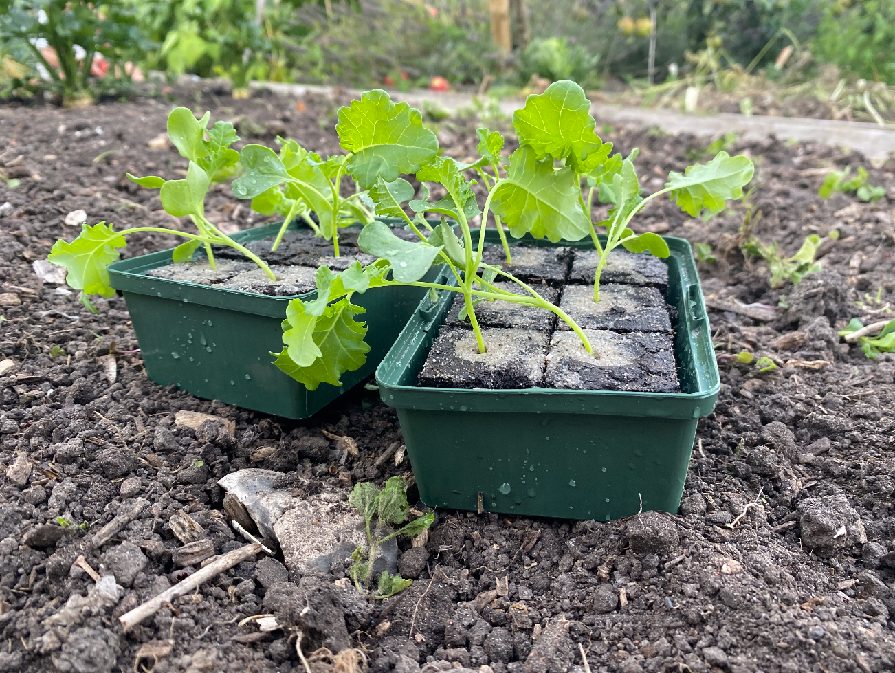 Boerenkool planten in september