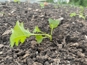 Boerenkool plantjes waar te koop