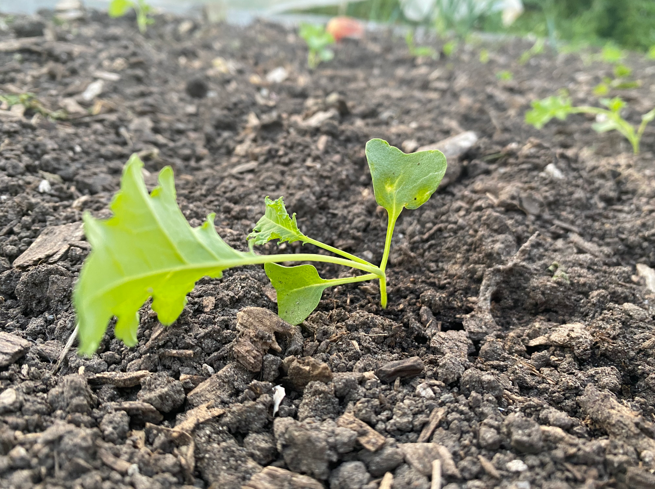 Boerenkool plantjes waar te koop
