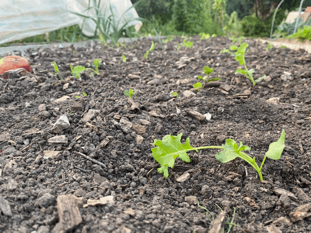 Boerenkool plantjes waar te koop