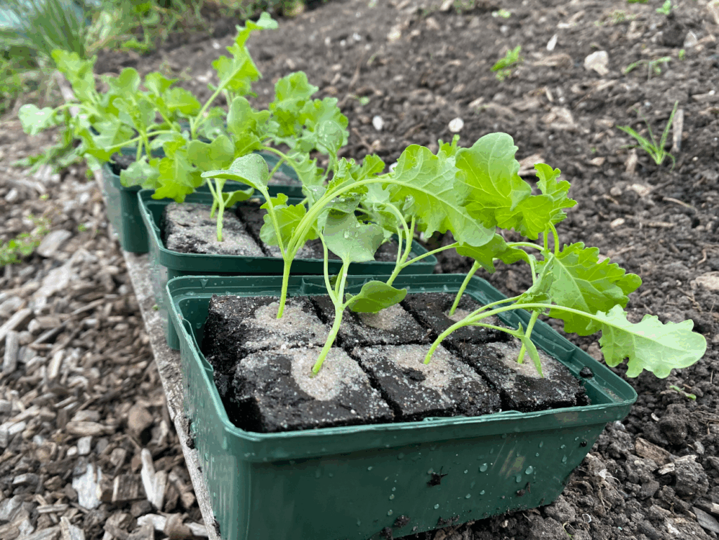 Boerenkool uitplanten