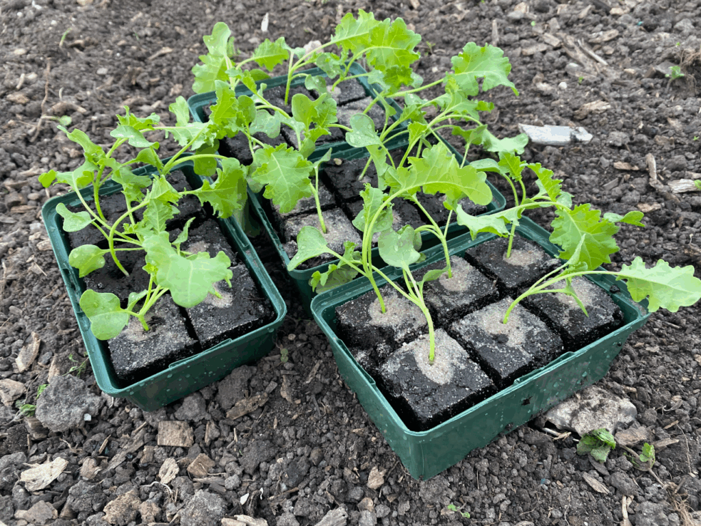 Boerenkool uitplanten