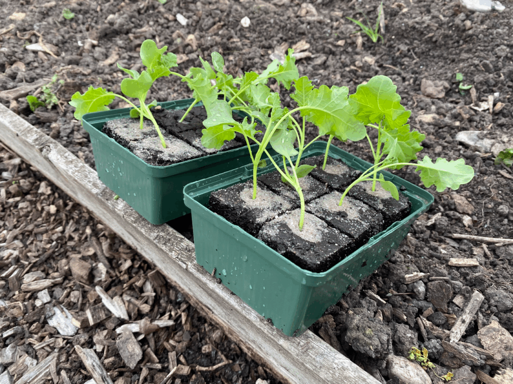 Boerenkoolplantjes online bestellen