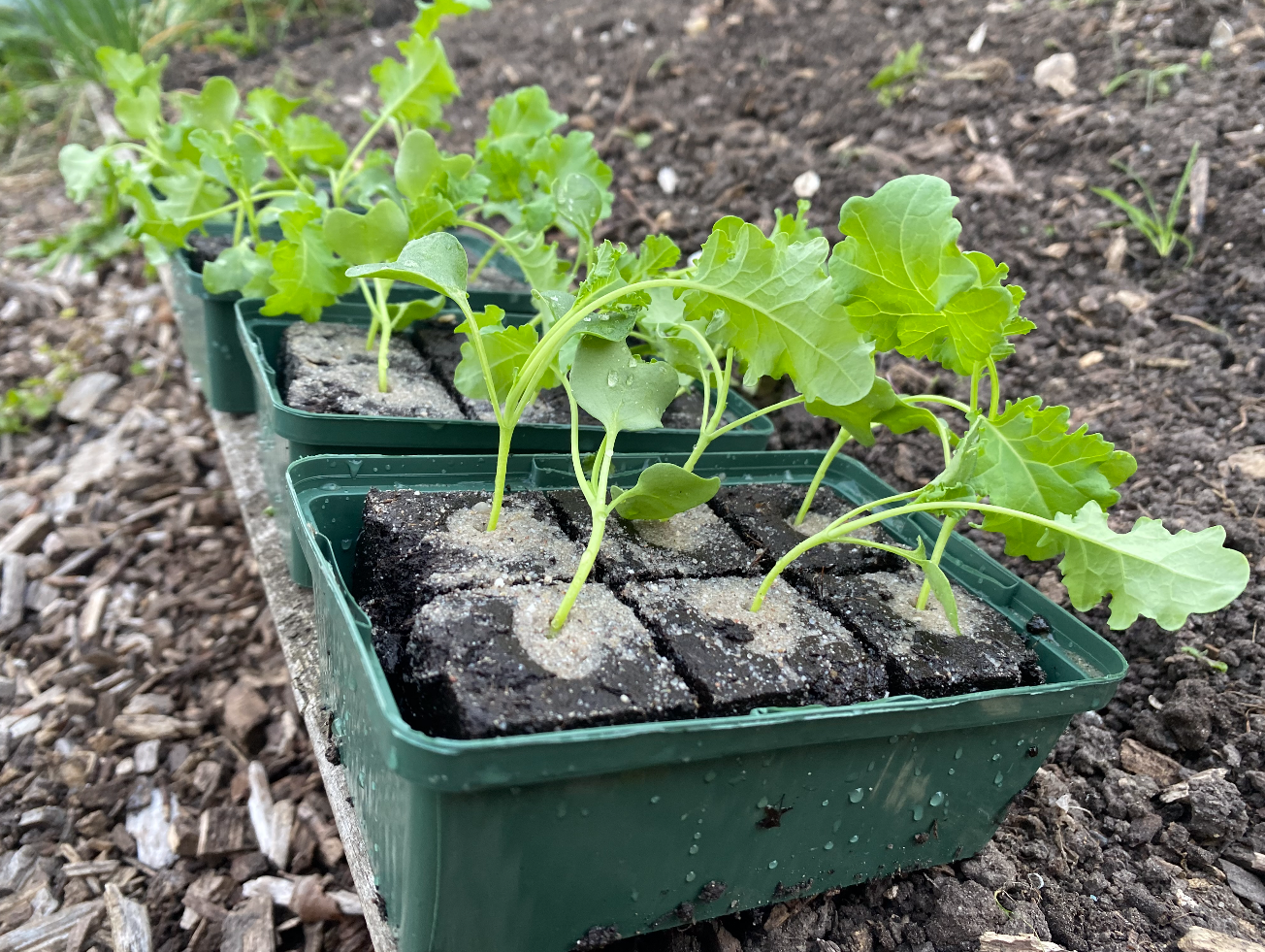 Boerenkoolplantjes online bestellen
