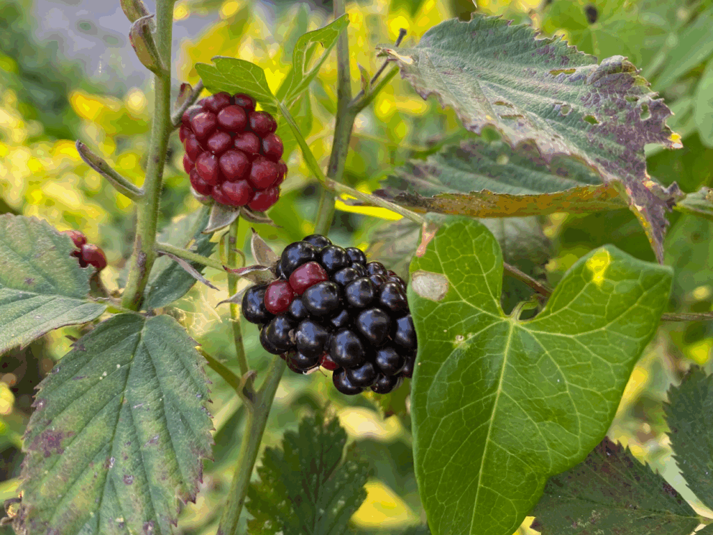 Bramensap maken van je bramenoogst