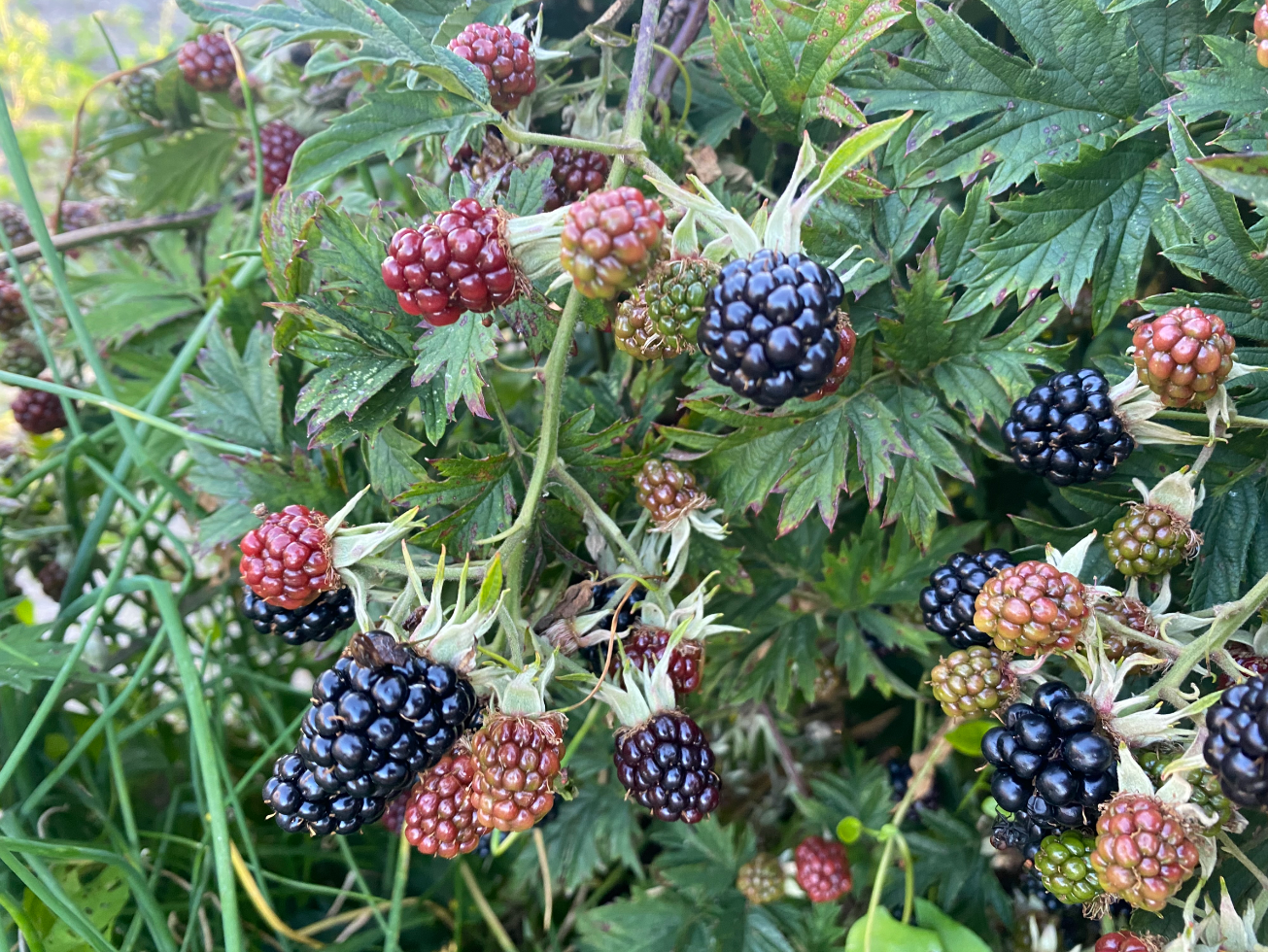Bramensap maken van je bramenoogst
