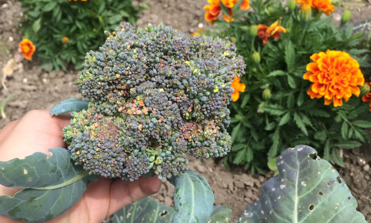 Broccolioogst verwerken