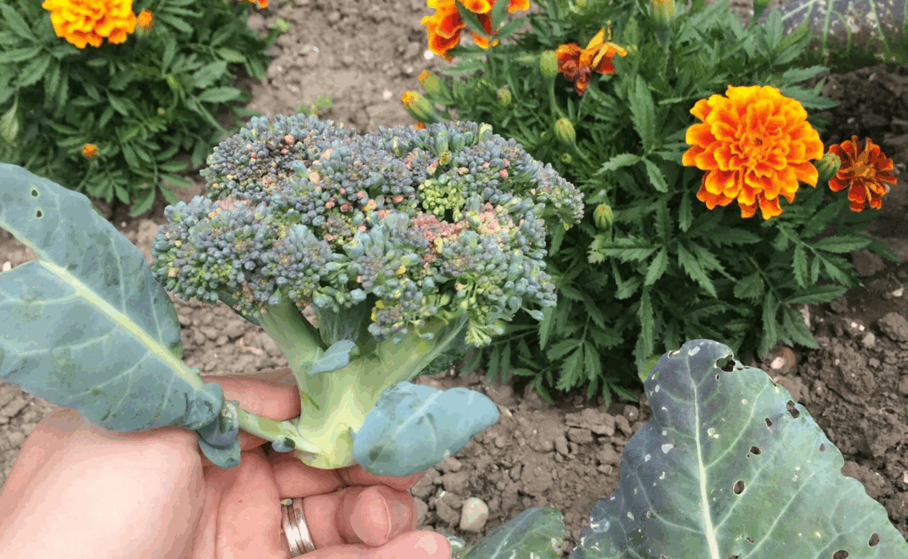 Broccolioogst verwerken